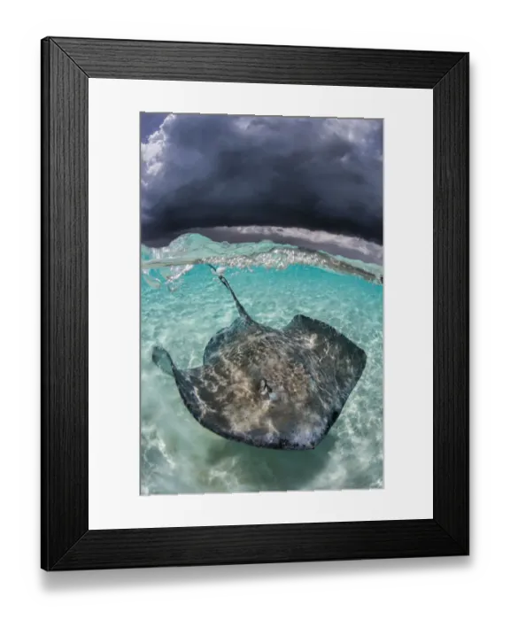 Framed Print : Large female Southern stingray (Hypanus americanus) in shallow water, under storm clouds Framed Print : Large female Southern stingray (Hypanus americanus) in shallow water, under storm clouds
