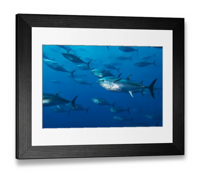 Framed Print : School of large Atlantic bluefin tuna (Thunnus thynnus) captive in growing pen Framed Print : School of large Atlantic bluefin tuna (Thunnus thynnus) captive in growing pen