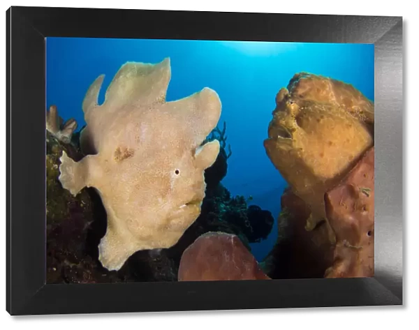 Pair of Giant frogfish (Antennarius commersoni), male on the left