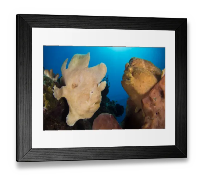 Framed Print : Pair of Giant frogfish (Antennarius commersoni), male on the left Framed Print : Pair of Giant frogfish (Antennarius commersoni), male on the left