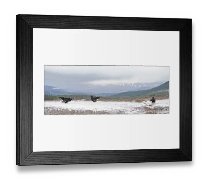 Framed Print : Black Grouse (Tetrao tetrix) males at spring lek. Deeside, Scotland, April Framed Print : Black Grouse (Tetrao tetrix) males at spring lek. Deeside, Scotland, April