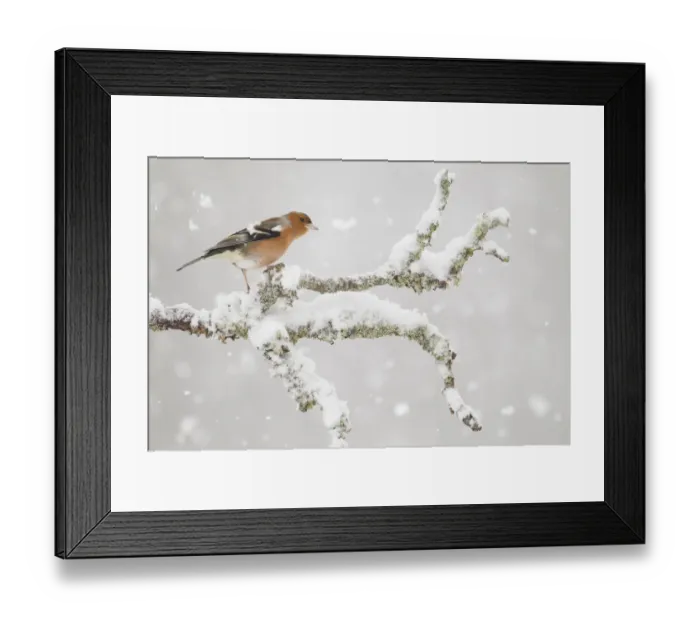 Framed Print : Chaffinch (Fringilla coelebs) male in snowstorm, Glenfeshie, Scotland, UK, February Framed Print : Chaffinch (Fringilla coelebs) male in snowstorm, Glenfeshie, Scotland, UK, February