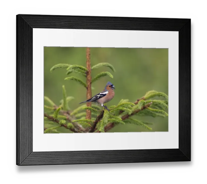 Framed Print : Chaffinch (Fringilla coelebs) male singing, Norfolk, UK June Framed Print : Chaffinch (Fringilla coelebs) male singing, Norfolk, UK June