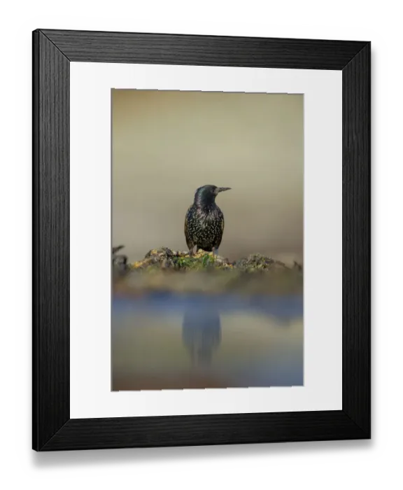 Framed Print : Starling (Sturnus vulgaris). Shetland Islands, Scotland, UK, September Framed Print : Starling (Sturnus vulgaris). Shetland Islands, Scotland, UK, September