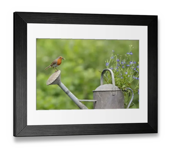Framed Print : Robin (Erithacus rubecula) perched on watering can with invertebrate prey. Wiltshire Framed Print : Robin (Erithacus rubecula) perched on watering can with invertebrate prey. Wiltshire