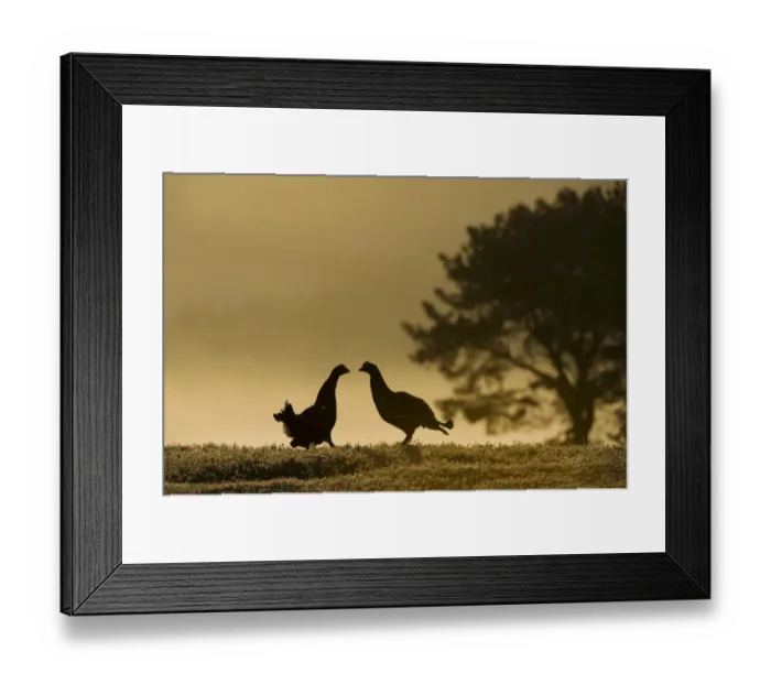 Framed Print : Silhouette of two male Black grouse (Tetrao tetrix) displaying at lek at dawn, Cairngorms NP Framed Print : Silhouette of two male Black grouse (Tetrao tetrix) displaying at lek at dawn, Cairngorms NP