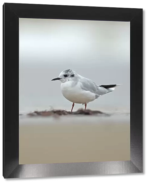 Little gull (Larus  /  Hydrocoloeus minutus) Cromer, Norfolk, UK, August