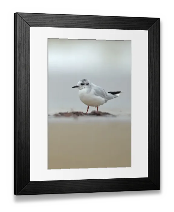 Framed Print : Little gull (Larus / Hydrocoloeus minutus) Cromer, Norfolk, UK, August Framed Print : Little gull (Larus / Hydrocoloeus minutus) Cromer, Norfolk, UK, August