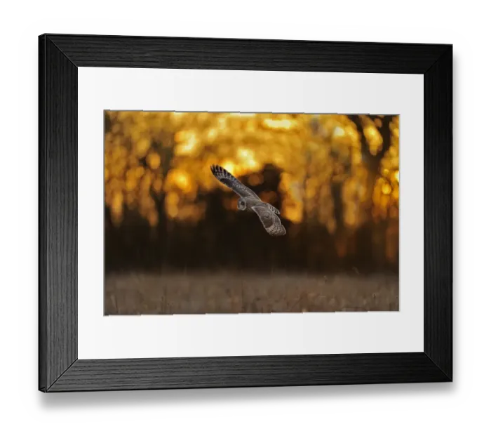 Framed Print : Short eared owl (Asio flammeus) in flight, hunting, Essex, UK, January Framed Print : Short eared owl (Asio flammeus) in flight, hunting, Essex, UK, January