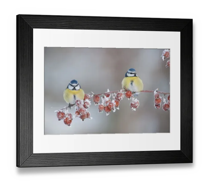 Framed Print : Two Blue tit (Parus caeruleus) adults in winter, perched on twig with frozen crab apples