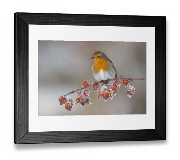 Framed Print : Adult Robin (Erithacus rubecula) in winter, perched on twig with frozen crab apples
