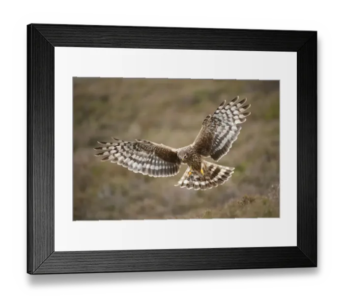 Framed Print : Hen harrier (Circus cyaneus) adult female in flight, approaching nest with food for chicks Framed Print : Hen harrier (Circus cyaneus) adult female in flight, approaching nest with food for chicks