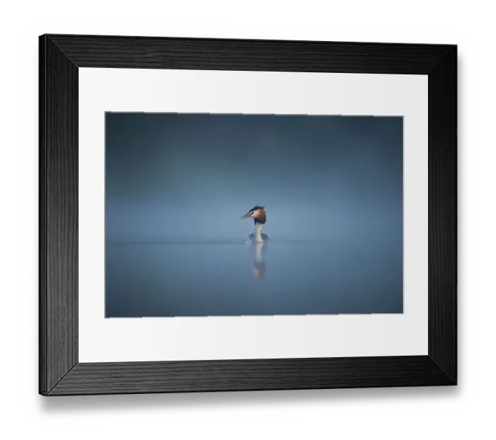 Framed Print : Great crested grebe (Podiceps cristatus) adult emerges from a thick mist into dawn sunlight, Derbyshire, UK, April. 2020VISION Book Plate Framed Print : Great crested grebe (Podiceps cristatus) adult emerges from a thick mist into dawn sunlight, Derbyshire, UK, April. 2020VISION Book Plate