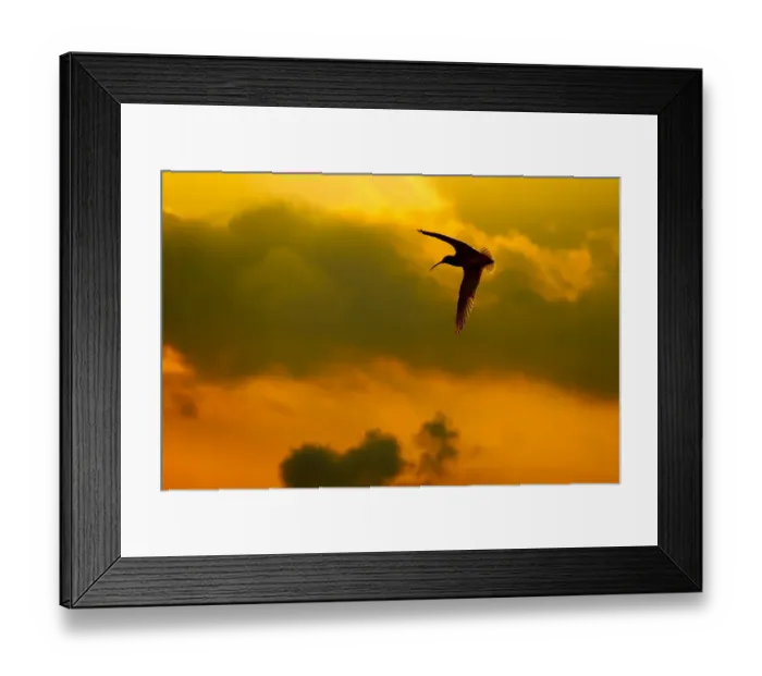 Framed Print : Curlew (Numenius arquata) in flight at dusk, Peak District NP, UK, March 2011 Framed Print : Curlew (Numenius arquata) in flight at dusk, Peak District NP, UK, March 2011