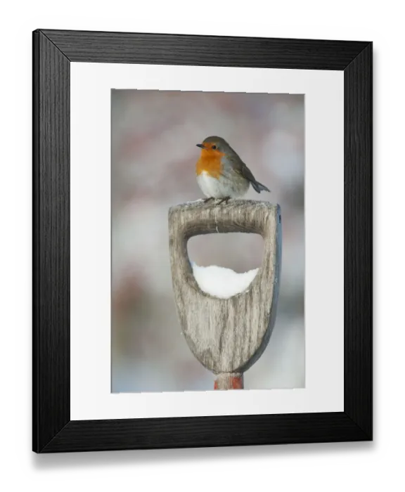 Framed Print : Adult Robin (Erithacus rubecula) perched on spade handle in the snow in winter, Scotland Framed Print : Adult Robin (Erithacus rubecula) perched on spade handle in the snow in winter, Scotland