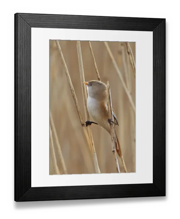 Framed Print : Bearded reedling / tit (Panurus biarmicus) Minsmere RSPB, Suffolk, UK, March Framed Print : Bearded reedling / tit (Panurus biarmicus) Minsmere RSPB, Suffolk, UK, March
