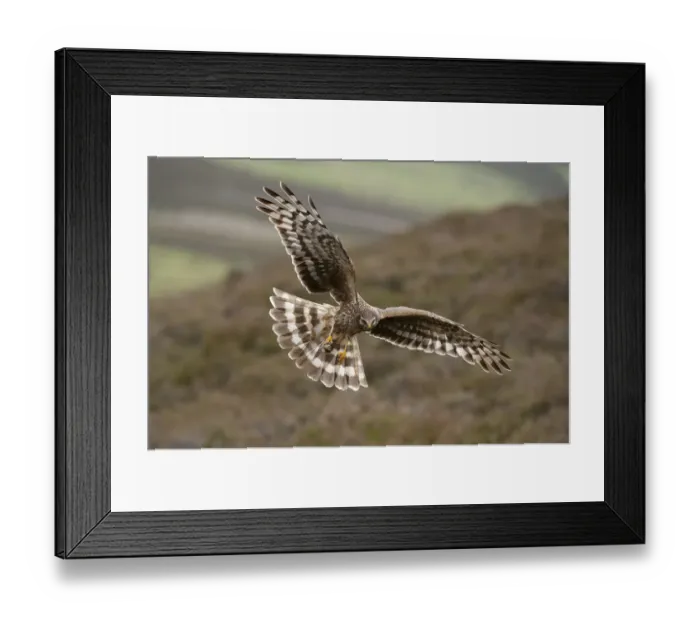 Framed Print : Hen harrier (Circus cyaneus) adult female in flight, landing at nest with food for chicks Framed Print : Hen harrier (Circus cyaneus) adult female in flight, landing at nest with food for chicks