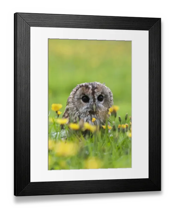 Framed Print : Tawny owl (Strix aluco) in amongst hawkbit flowers, Leontodon, UK, September. Captive Framed Print : Tawny owl (Strix aluco) in amongst hawkbit flowers, Leontodon, UK, September. Captive