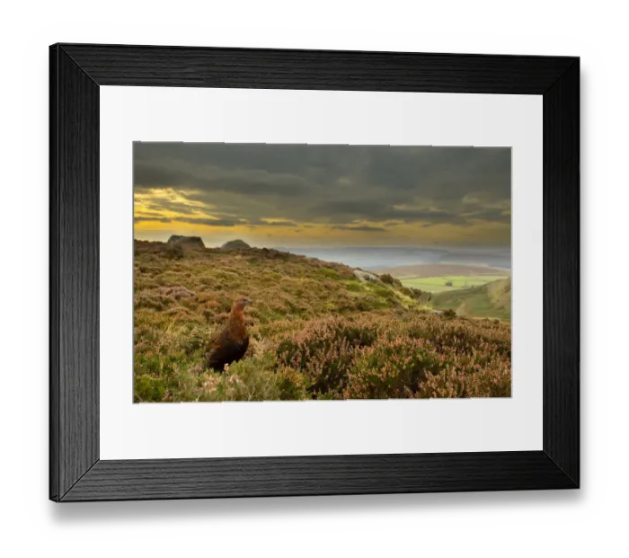 Framed Print : Red grouse (Lagopus lagopus scoticus) on heather moorland, Peak District NP, UK Framed Print : Red grouse (Lagopus lagopus scoticus) on heather moorland, Peak District NP, UK