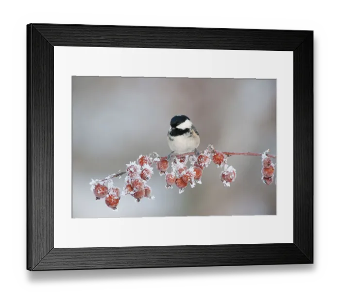 Framed Print : Coal tit (Periparus ater) adult in winter, perched on twig with frozen crab apples Framed Print : Coal tit (Periparus ater) adult in winter, perched on twig with frozen crab apples