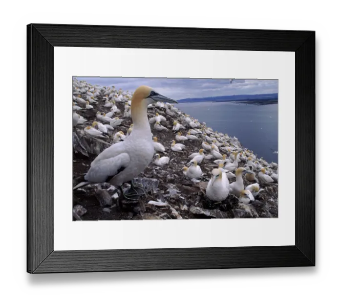 Framed Print : Gannet nesting colony on Bass Rock, UK Framed Print : Gannet nesting colony on Bass Rock, UK