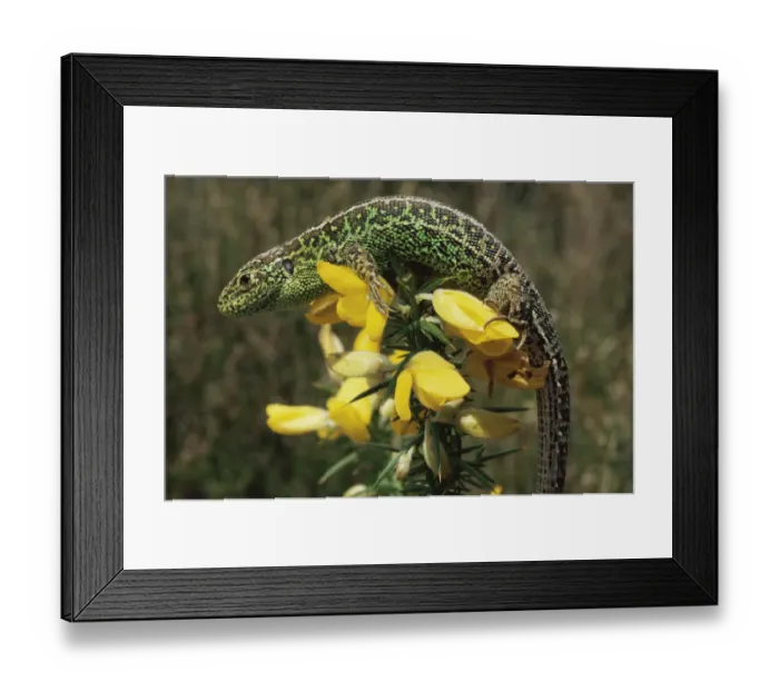 Framed Print : Sand lizard {Lacerta agilis} male on gorse flowers, Purbeck, Dorset UK Framed Print : Sand lizard {Lacerta agilis} male on gorse flowers, Purbeck, Dorset UK