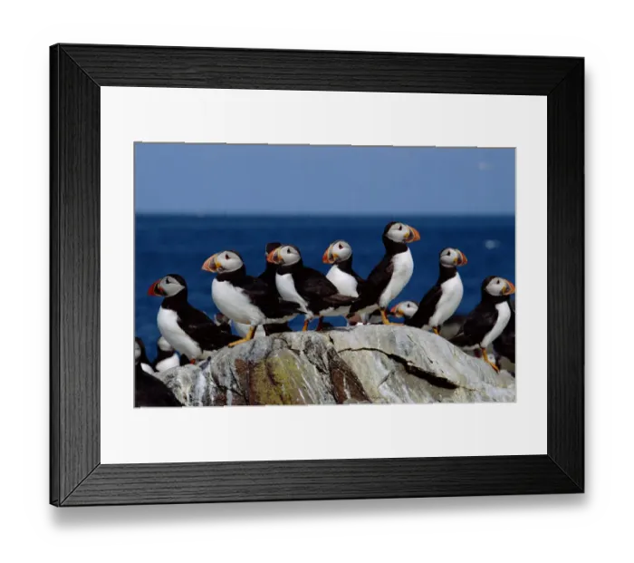 Framed Print : Puffins on Farne Islands (Fratercula arctica) Scotland Framed Print : Puffins on Farne Islands (Fratercula arctica) Scotland