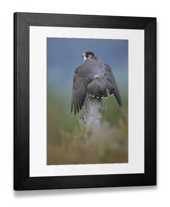 Framed Print : Peregrine falcon perched wings open {Falco peregrinus} Scotland, UK Framed Print : Peregrine falcon perched wings open {Falco peregrinus} Scotland, UK