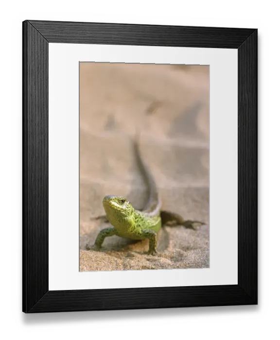 Framed Print : Male Sand lizard in breeding colour {Lacerta agilis} Ainsdale NNR, Lancashire, UK Framed Print : Male Sand lizard in breeding colour {Lacerta agilis} Ainsdale NNR, Lancashire, UK