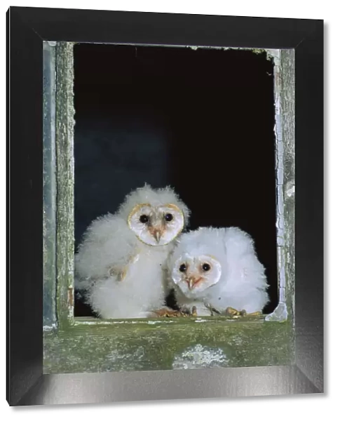 Barn owl chicks in window {Tyto alba} Cornwall, UK