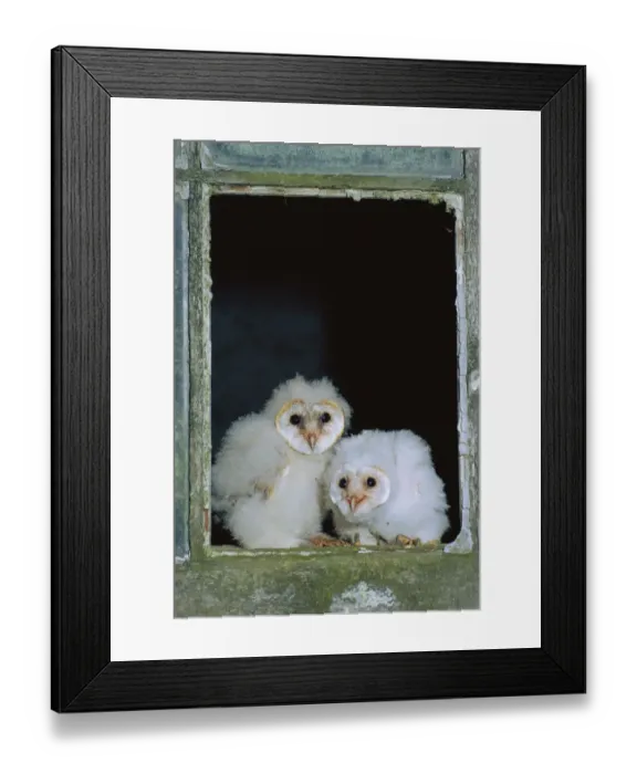 Framed Print : Barn owl chicks in window {Tyto alba} Cornwall, UK Framed Print : Barn owl chicks in window {Tyto alba} Cornwall, UK