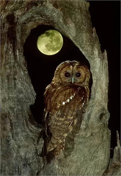 RF- Tawny owl with moon behind (Strix aluco), UK