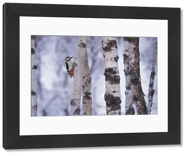 Greater spotted woodpecker {Dendrocopus major} amongst Silver birch trunks, Scotland, U
