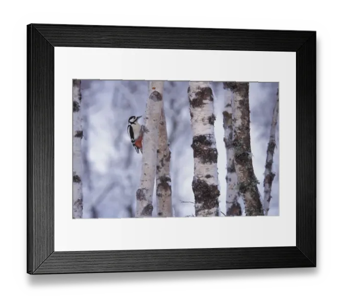 Framed Print : Greater spotted woodpecker {Dendrocopus major} amongst Silver birch trunks, Scotland, U Framed Print : Greater spotted woodpecker {Dendrocopus major} amongst Silver birch trunks, Scotland, U