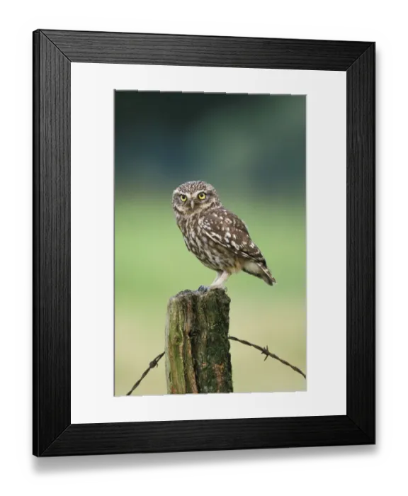 Framed Print : Little owl perched {Athene noctua} UK Framed Print : Little owl perched {Athene noctua} UK