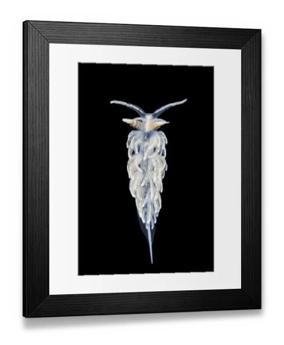 Framed Print : Nudibranch (Flabellina lineata) in aquarium, taken in the field in Gulen, Norway Framed Print : Nudibranch (Flabellina lineata) in aquarium, taken in the field in Gulen, Norway