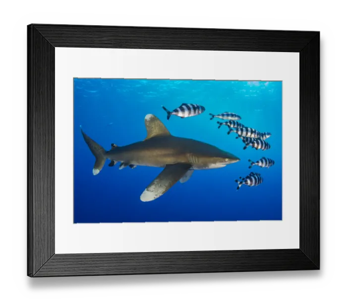 Framed Print : Oceanic whitetip shark (Carcharhinus longimanus) accompanied by a group of Pilotfish Framed Print : Oceanic whitetip shark (Carcharhinus longimanus) accompanied by a group of Pilotfish