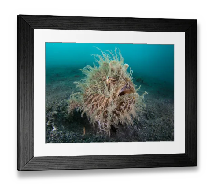 Framed Print : RF- Wide angle portrait of Hairy frogfish (Antennarius striatus) waiting to ambush Framed Print : RF- Wide angle portrait of Hairy frogfish (Antennarius striatus) waiting to ambush