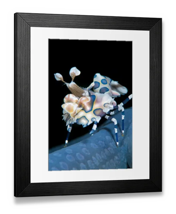 Framed Print : Harlequin shrimp (Hymenocera elegans) on blue sea star. This species of shrimps feeds Framed Print : Harlequin shrimp (Hymenocera elegans) on blue sea star. This species of shrimps feeds