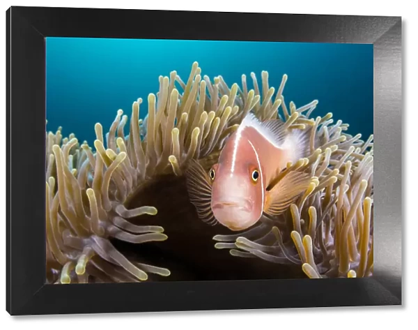 Pink anemonefish (Amphiprion perideraion) looks out from its host Magnificent sea anemone