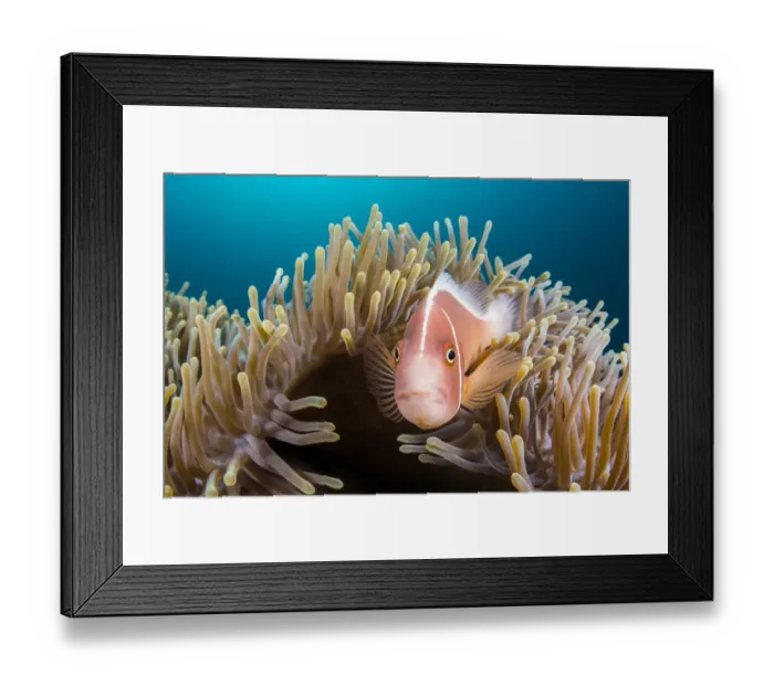 Framed Print : Pink anemonefish (Amphiprion perideraion) looks out from its host Magnificent sea anemone Framed Print : Pink anemonefish (Amphiprion perideraion) looks out from its host Magnificent sea anemone