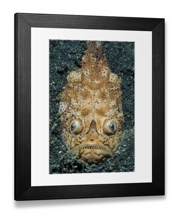 Framed Print : Reticulate stargazer (Uranoscopus sp. ) emerging from the sand Framed Print : Reticulate stargazer (Uranoscopus sp. ) emerging from the sand