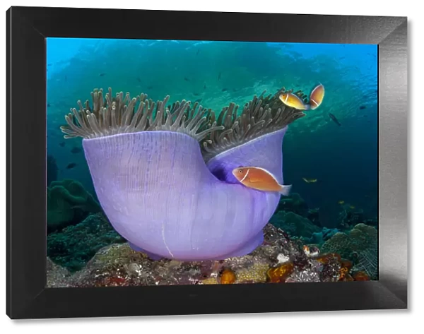 Pink anemonefish (Amphiprion perideraion) in Purple magnificent sea anemone (Heteractis