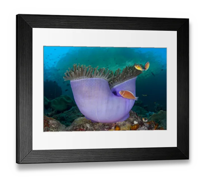 Framed Print : Pink anemonefish (Amphiprion perideraion) in Purple magnificent sea anemone (Heteractis Framed Print : Pink anemonefish (Amphiprion perideraion) in Purple magnificent sea anemone (Heteractis