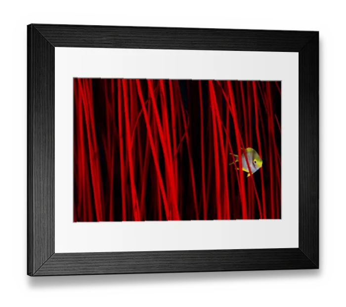Framed Print : Golden damselfish (Amblyglyphidodon aureus) hiding amongst the branches of red whip coral Framed Print : Golden damselfish (Amblyglyphidodon aureus) hiding amongst the branches of red whip coral