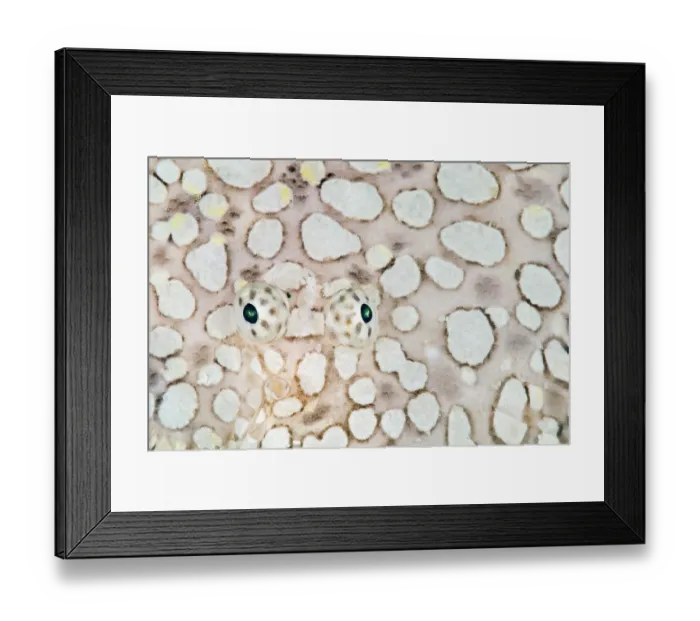Framed Print : Eyes of Margined sole fish (Brachirus heterolapis) on its camouflaged body. Saonek Island, Raja Ampat, West Papua, Indonesia. Tropical West Pacific Ocean. Dampier Strait Framed Print : Eyes of Margined sole fish (Brachirus heterolapis) on its camouflaged body. Saonek Island, Raja Ampat, West Papua, Indonesia. Tropical West Pacific Ocean. Dampier Strait