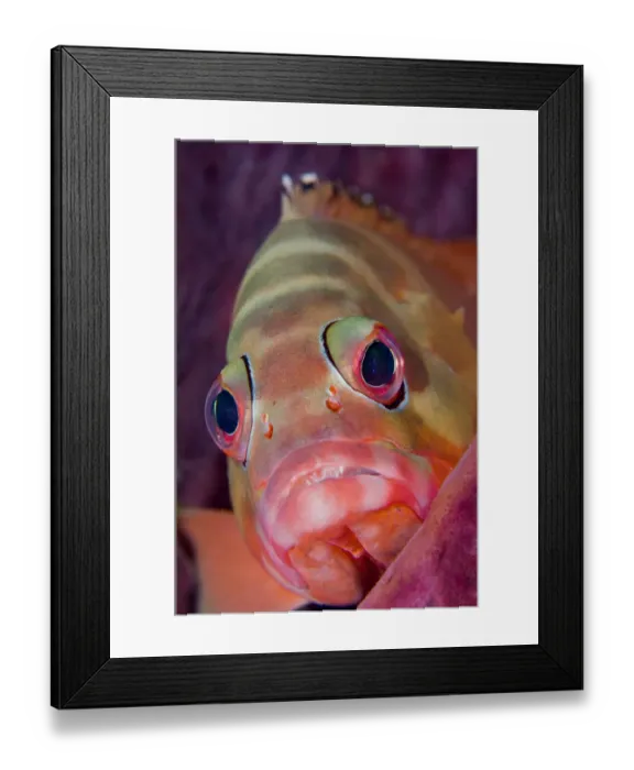 Framed Print : Portrait of Blacktip grouper (Epinephelus fasciatus) resting in Barrel sponge Framed Print : Portrait of Blacktip grouper (Epinephelus fasciatus) resting in Barrel sponge