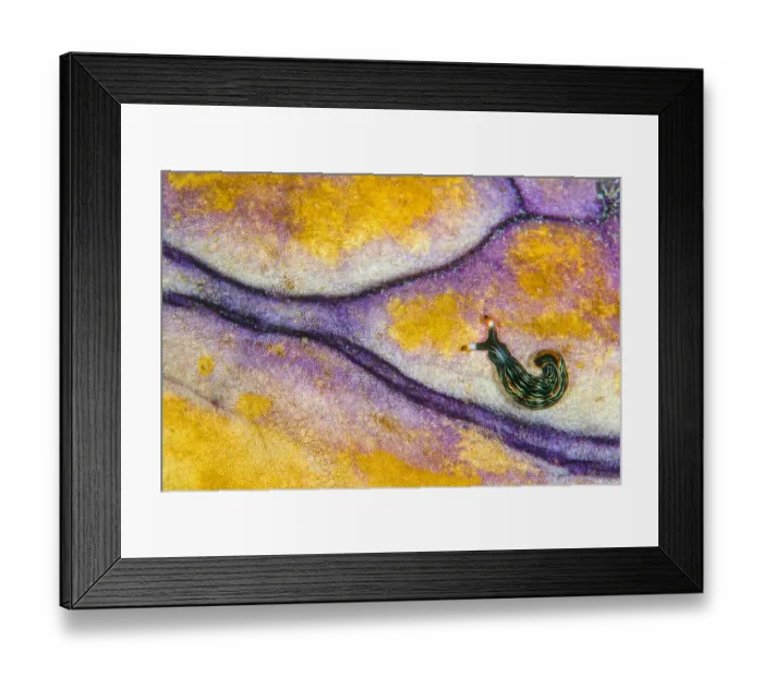 Framed Print : Slender sapsucking slug (Thuridilla gracilis) on surface of Royal seasquirt Framed Print : Slender sapsucking slug (Thuridilla gracilis) on surface of Royal seasquirt