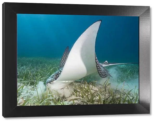 White spotted eagle ray (Aetobatus narinari) feeding by digging in the sand and seagrass