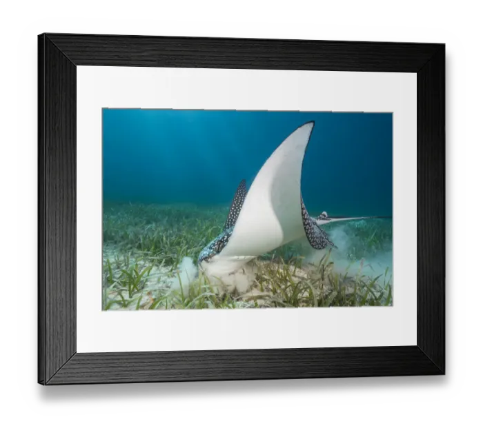 Framed Print : White spotted eagle ray (Aetobatus narinari) feeding by digging in the sand and seagrass Framed Print : White spotted eagle ray (Aetobatus narinari) feeding by digging in the sand and seagrass